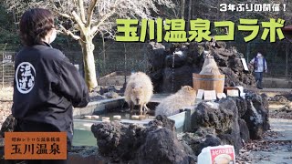 【３年ぶり】カピバラ温泉＼玉川温泉コラボ／　カピバラ温泉⑦- capybara relaxing in a bath