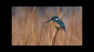 2023.2.4東京上野鳥散歩・カワセミ