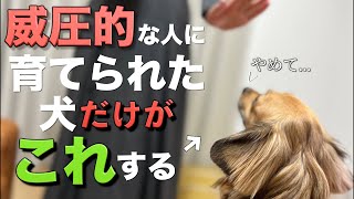 威圧的な飼い主に育てられた犬だけがこの行動をします。