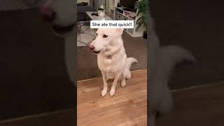 Nip slip #fyp #dogsoftiktok #dognip