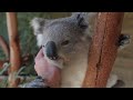 this cuddling koala is just too much