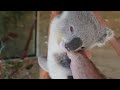 this cuddling koala is just too much