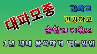 [텃밭농부.553]  대파 모종심어 잘 키우는방법.텃밭농사.대파모종