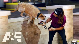 Murph the Supermutt RUNS AWAY In the Middle of Competition | America's Top Dog | A&E