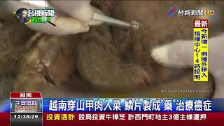 東南亞穿山甲走私猖獗20年內90萬隻受害