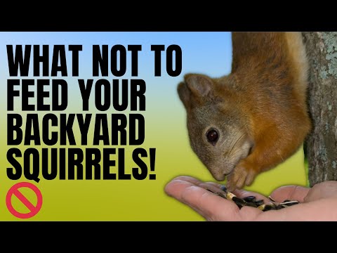 What do Taiga squirrels eat?