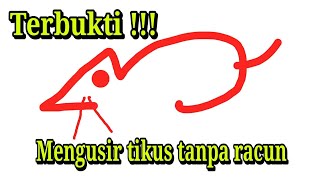 cara membasmi tikus tanpa racun, cara mengusir tikus