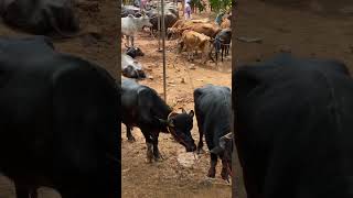 പോത്തുകളുടെ  ചാകര #rap #music #hiphop #artist #funny #cow #indiancattle #cattle #elephant #bullcalf