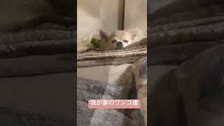 親バカ動画です！ご了承ください。