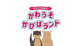 【横浜・八景島シーパラダイス】かわうそかぴばランド（期間限定）