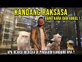 MONYET ALBINO BLEACHING RESCUE PINDAH KE KANDANG BARU ! HANO HARA ANGEL ? NGAMUK2 KAH?