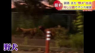 釧路でまた野犬による被害か…公園の草地に子ジカの死骸　尻付近に“食いつき”の痕跡