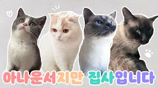 고양이는 신이 빚어낸 최고의 걸작이다. - 레오나르도 다빈치ㅣMBC 허일후, 이진, 안주희, 김수지 아나운서