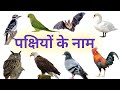 Birds Name With Their Video| Birds Name With Spelling| Birds names in Hindi and English #birds