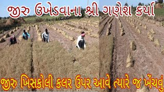 આજે જીરૂ ઉખેડવાના શ્રી ગણેશ કર્યા | જીરુ ફૂલ ખિસકોલી કલર ઉપર આવી ગયું| jiru Jemin mathi upadiyu