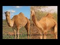 Kharai Camel Film