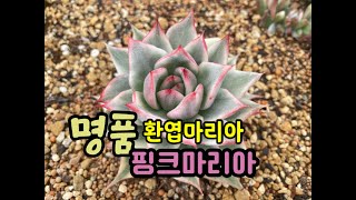 #명품 핑크 마리아.환엽 마리아 백금.플라멩고.먼로금.12.27