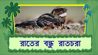 রাতের বন্ধু রাতচরা | প্রাণি পরিচিতি | দুরন্ত টিভি