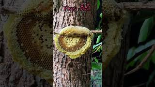 Taking bees ការយកឃ្មុំនៅលើដើមឈើធំមួយ