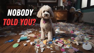What NO ONE tells you about owning a Poodle