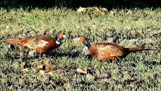 Bażant zwyczajny (Phasianus colchicus) /  pheasant