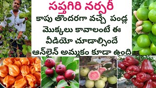 sapthagiri nursery | online fruit plants nursery | kadiyam nursery online plants |