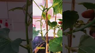 CHAYOTE LONDON UK INDOORS, My indoor chayote #jamaica #allotment #food #new #garden #london #chayote