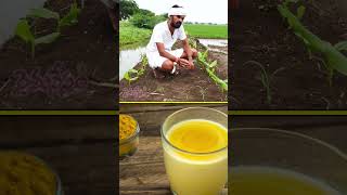 గట్టుమీద Turmeric పంట.. ఈ పసుపు వాడితో Full Immunity | #Shorts