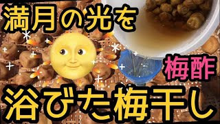 [2020年版] 梅干しの作り方を母に教えてもらった（永久保存版） 満月の光を3日3晩浴びてついに完成！