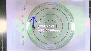 Single Target Tracking (Bee)