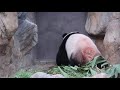 giant panda 大熊貓 ocean park hong kong 香港 海洋公園mvi 0908 giant panda 熊貓