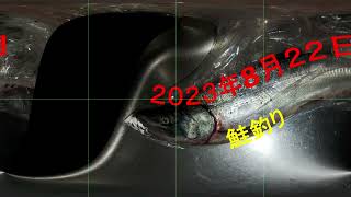 【２０２２年８月２２日】　チマイベツ川河口　鮭釣り