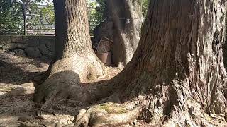 熊野百景 樹 石 青彦神社 那智