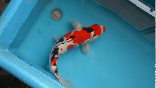 【松田養鯉場 Matsuda Koi Farm】NZ-14 大正三色 Sanke 44cm