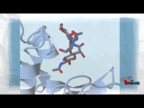 Where is lysozyme found in humans?