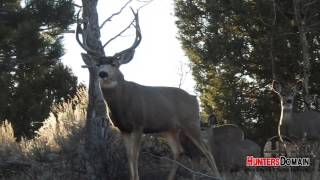 Hunters Domain Mule Deer (Vid1)