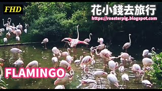 Animals \u0026 Birds Kowloon Park!! 九龍公園的動物們!! Flamingos , Pigeons \u0026 Turtles