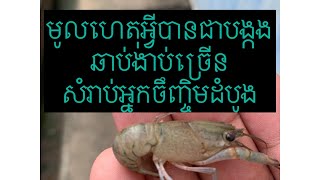 មូលហេតុបង្កងចេះតែងាប់ សំរាប់បងប្អូនចិញ្ចឹមលើកដំបូង។