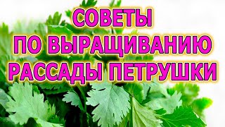 СЕМЬ СОВЕТОВ ПО ВЫРАЩИВАНИЮ РАССАДЫ ПЕТРУШКИ ДЛЯ ДАЧИ. КАК ВЫРАЩИВАТЬ ПЕТРУШКУ РАССАДОЙ.