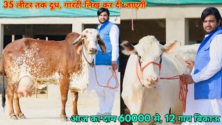 60000 से दाम शुरू, 35 लीटर तक दूध वाली 12 गाय बिकाऊ। Show Quality Cows Available for sale in Raj.