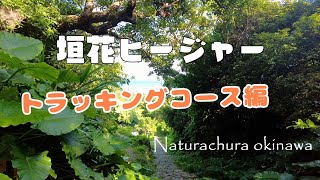 トラッキングコースにチャレンジ❕名水百選の垣花ヒージャー＃南城市 ＃垣花樋川 ＃湧き水