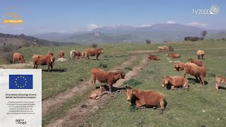 Agrinet - L’allevamento sostenibile della carne bovina tra i pascoli incontaminati delle Madonie