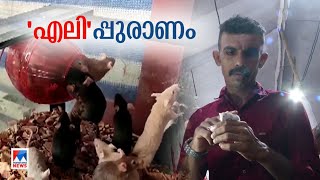 എലികളെ പെരുത്ത് ഇഷ്ടം; വീട്ടില്‍ വളര്‍ത്തി ഫിറോസ്; വരുമാന മാര്‍ഗവും | Kozhikode | Firos | Rats