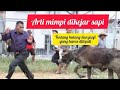 Arti Mimpi Di Kejar Sapi