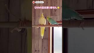 【予告】オカメインコにふられたセキセイインコがお見合い？　#shorts