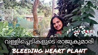 വള്ളിച്ചെടികളുടെ രാജുകുമാരി / Bleeding heart plant care malayalam #fabsworld #bleedingheart