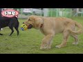 golden retriever puppy growing up 2 5 months living in jejuisland south korea