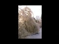 ice storm december 2017 abbotsford b.c. canada fishtrap creek park