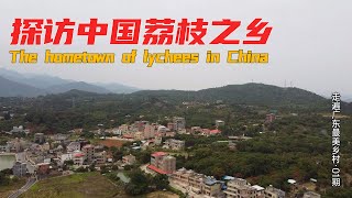 百村计划01：探访中国荔枝之乡，漫山遍野都是荔枝树 | China Rural Tourism