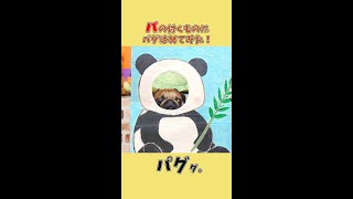 『パ』のつくものにパグはめてみた！【パグのぺろ吉pug犬】 #Shorts